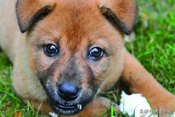 狗狗怀孕后吃什么好？