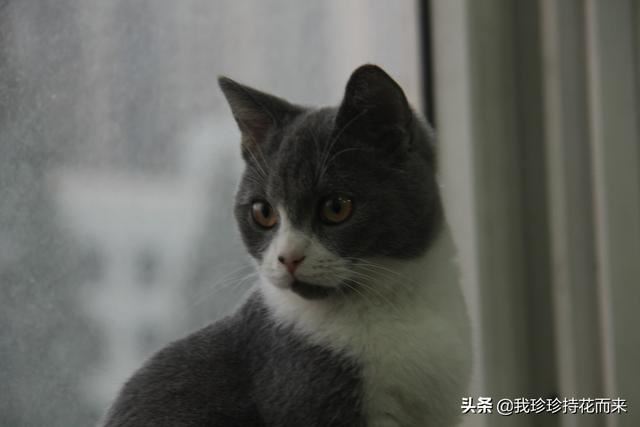 婆婆过生日送什么礼物好？